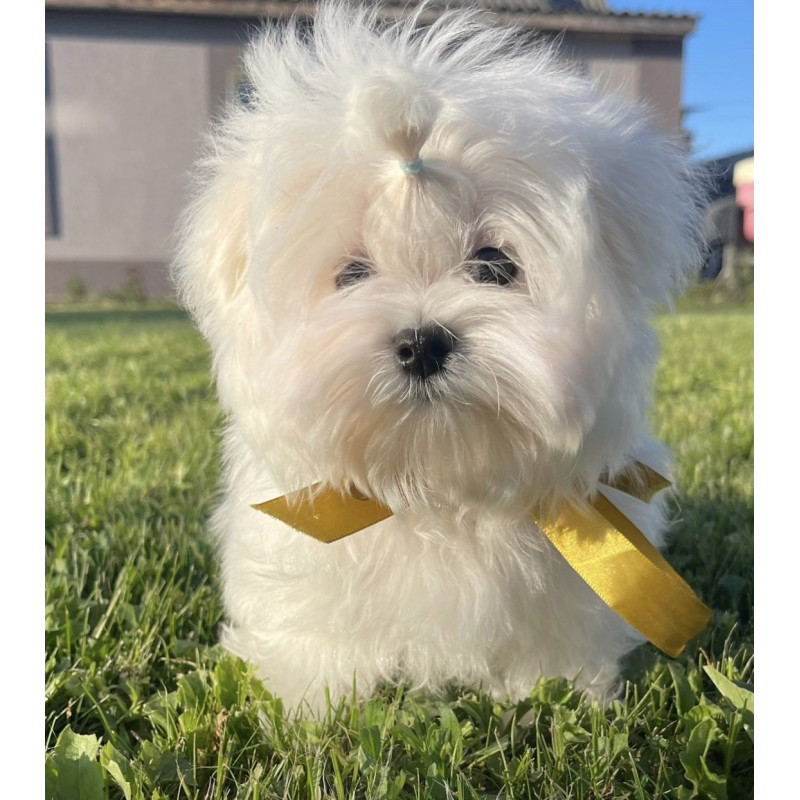 MALTESE M BRILIK